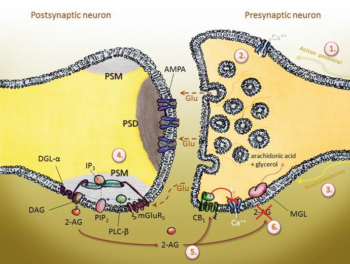 Synaptic