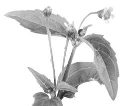 Sinapis arvensis 10 Szőrös