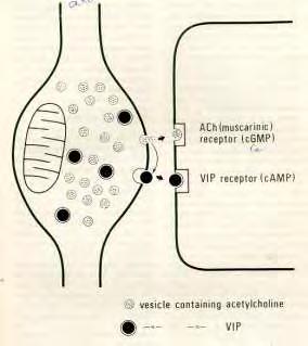 axonreflex Substance P