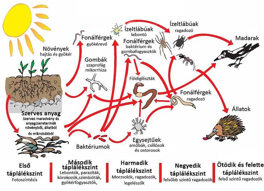 A mikrobák tevékenysége csak egy része a talajélet-folyamatoknak!