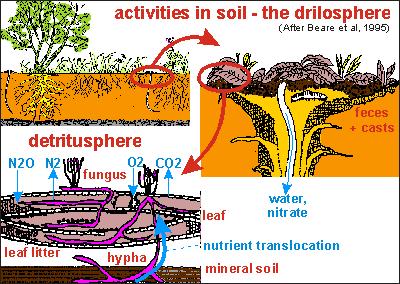 Szférák a talajban Driloszféra (avartakaró) Detritusz szféra (giliszta járatok) Driloszféra (After