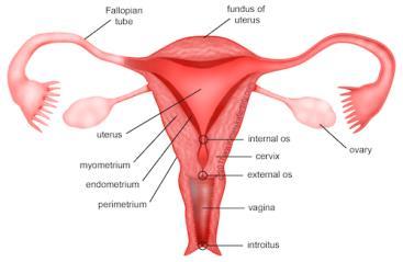Gyakori nőgyógyászati betegségek Menarche előtt Fejlődési rendellenességek Daganatok (ovarium teratoma) Amenorrhea Aktívan menstruáló PCOS, petefészekciszták Endometriosis Méhen kívüli terhesség (és