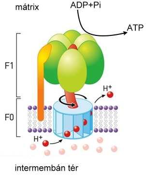 ATP-képződés a protongrádiensterhére Az I., a III. és a IV. komplex képes a rajtuk áthaladó elektronok szabadenergia csökkenését protonok kipumpálására használni.