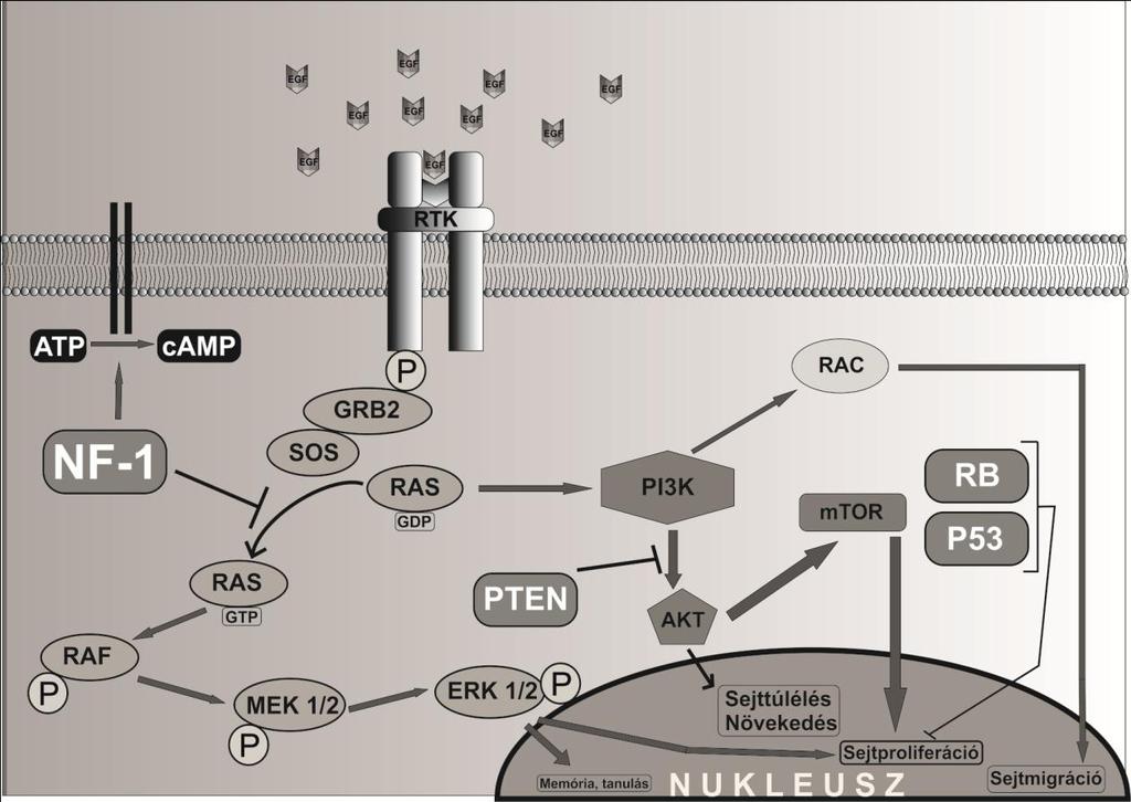2.4.3 Tumor szuppresszor molekulák Az EGFR jelátviteli útvonal egyik legfontosabb negatív regulátora a neurofibromin.