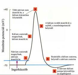 4. Csökkenő fázis 5.