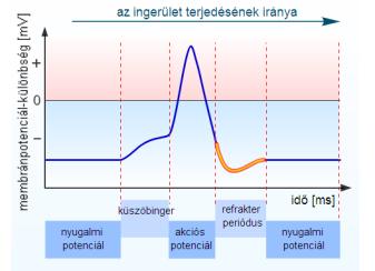 periódus Abszolút RF Az abszolút refrakter fázis alatt a Na+- csatornák inaktivált állapotban vannak. Új akciós potenciál kialakulása teljesen gátolt.