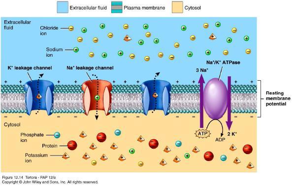 Miért alakul ki a membránpotenciál? egyenlőtlen ioneloszlás a membrán két oldalán: a sejt belsejében magas K+ és alacsony Na+ koncentráció.