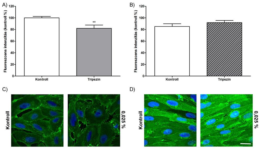 A D3 sejteken a sejtfelszíni glikokalix jelölődése WGA lektinnel tripszin hatására szignifikánsan csökkent a kontrolléhoz képest, míg a primer agyi endotélsejtek esetén ez nem változott meg (17.