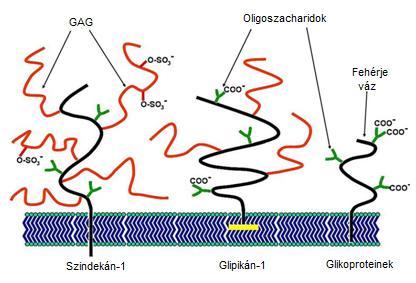 4. ábra. Glikokalix alkotó elemeit szemléltető ábra. (Hervé és mtsai., 2012) A glikokalix vázát a membránkötött proteoglikánok és glikoproteinek alkotják (4. ábra; Hervé és mtsai.