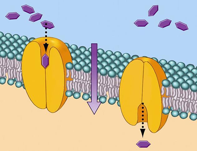 Anyagtranszport a sejtmembránon keresztül facilitált diffúzió
