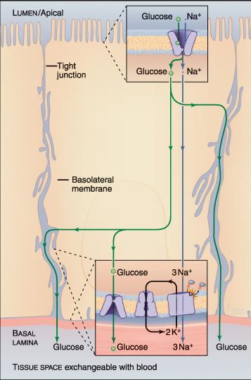 Na-K ionpumpa vagy Na + -K + ATPáz) Na-K pumpa 3 Na + leadás bélüreg sok K + 2 K + felvétel apikális membrán - másodlagos aktív transzport: közvetett