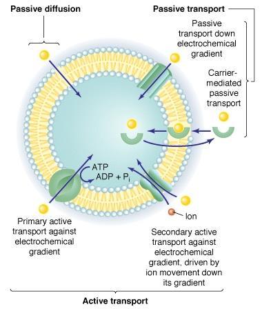 A transzportfolyamatok típusai passzív diffúzió elektrokémiai gradiens szerint (csatorna) szállító molekulán (transzporteren) át passzív transzport facilitált diffúzió elsődleges aktív