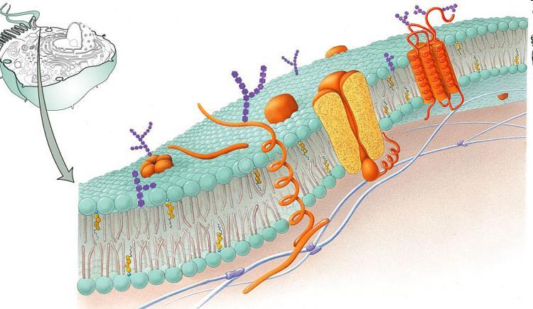 1972, Singer és Nicholson: folyékony mozaik membrán 6-8 nm (nanométer; 10-9 m) vastagság zsírok (lipid kettősréteg) + beágyazott fehérjék lipidtutajok - magasabb szintű szervezettség