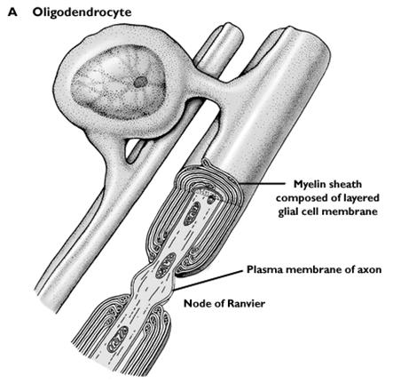 ,2000, Fig. 6-8. Szaltatórikus vezetés I.