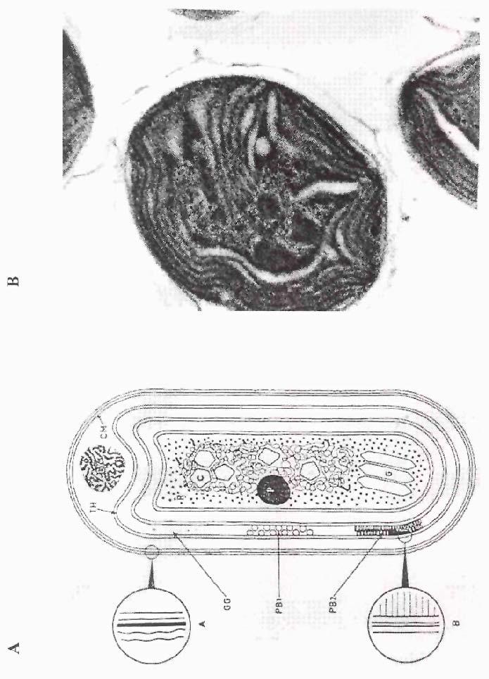 3. ábra (A) Egy cianobakteriális sejt sematikus rajza (Stanier, 1988): CM (sejt membrán), TH (tilakoid membrán), PB1 és PB2 (a tilakoid membránhoz asszociált fikobiliszómák felül- és oldalnézete), GG