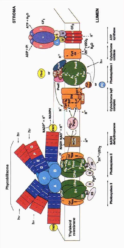 4. ábra A cianobakteriális tilakoid membrán: a fotoszintetikus