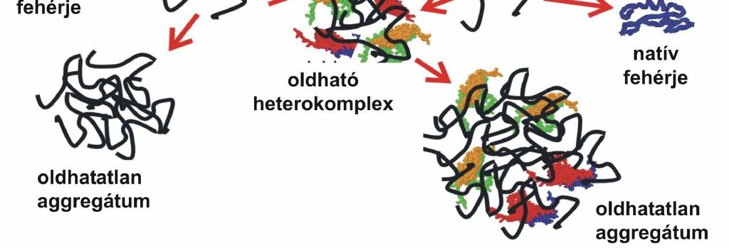 Van Montfort és mtsai (2002) szerint a shsp oligomerek hőstressz hatására kisebb egységekké, tetramerekké, dimerekké esnek szét, így az addig az oligomerben elrejtett hidrofób, ragadós részek