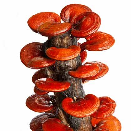 Ganoderma Technikai háttér A Ganoderma lucidum a pecsétviaszgomba tudományos elnevezése.