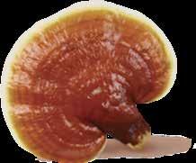 Ganoderma Ganoderma lucidum-összetevők Triterpének A triterpének a ganoderma keserű elemei.