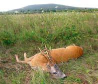 Májusban az apróvadas területeinken kezdődő lucernakaszálások jelentik a legnagyobb veszélyt a vadállomány számára.