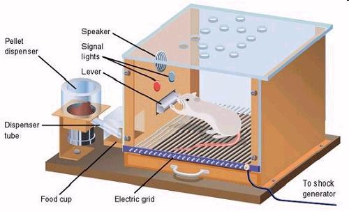 Operáns feltételes reflex kiépítése (operáns kondícionálás) Operáns tanulás: az állat a környezetét aktívan befolyásolja a viselkedés szabályozza a következményeket.
