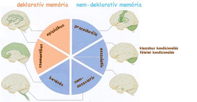 Memória - agyterületi lokalizáció a rövid távú memóriafolyamatok a neokortexben zajlanak a rövidtávú memória emlékképei a hippocampus