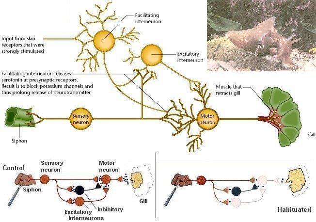 Elemi tanulási folyamatok Aplysia nevű tengeri csiga kopoltyúvisszahúzó reflexe és annak habituációja szifont megérintve visszahúzza a kopoltyúját: feltétlen reflex Habituáció: szifon ismételt