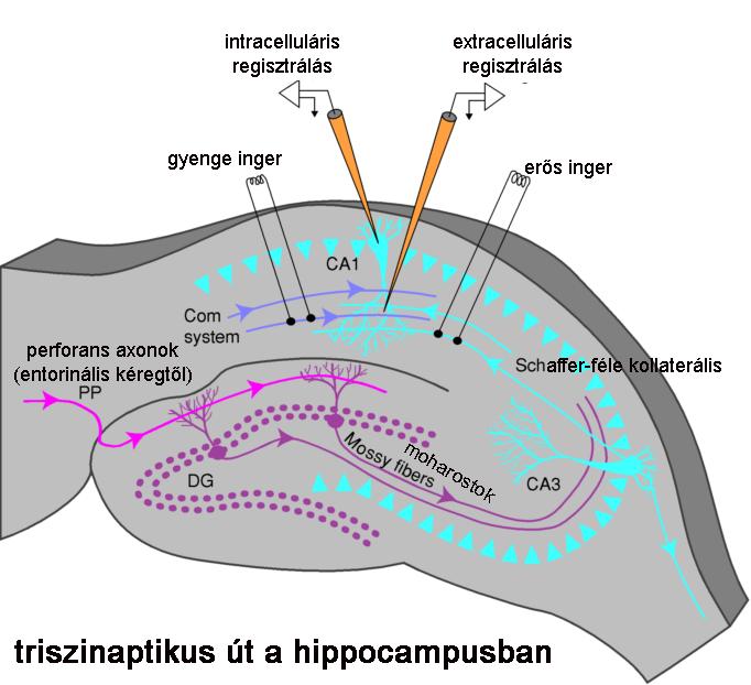 Hosszútávú szinaptikus hatékonyságváltozás LTP - long term potentiation (hosszú idejű szinaptikus hatékonyság fokozódás) először a hippocampusban írták le, de általános jelenség (Bliss,