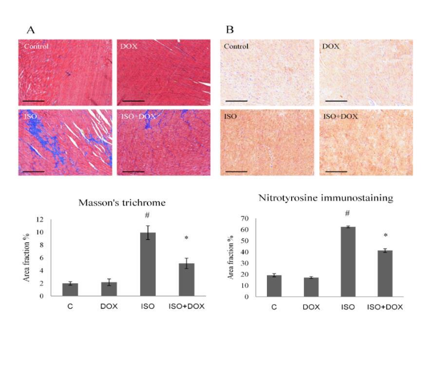 Doxycycline treatment improves the gravimetric parameters in an ISO induced heart failure model and Doxycycline inhibits the heart failure induced elevation of plasma BNP level Table 3.