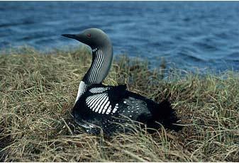 Sunt păsări migratoare, iernează pe lacuri și pe mare. Vara, nota distinctivă o constituie gâtul și bărbia de culoare neagră și creștetul gri închis.