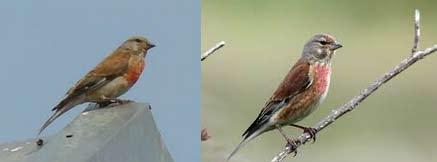 Câneparul (Acanthis cannabina) Câneparul este o pasăre cântătoare din familia fringilidelor, de circa 14 cm, cu pene roșii pe cap, gât și pe laturile pieptului, cafenii pe spate și albe pe abdomen,