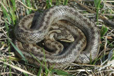 Bagyura János A kígyászölyv (Circaetus gallicus) az egyik legrátermettebb pusztítója a