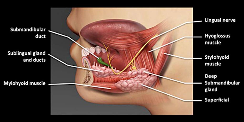 Submandibuláris,