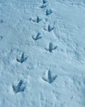 vastag hótakaró, jégborítás) esetén azonban, különösen ha az a tél eleji hónapokban köszönt be, a madarak elhagyhatják a tradicionális telelõterületeiket, és a Kárpát-medencén