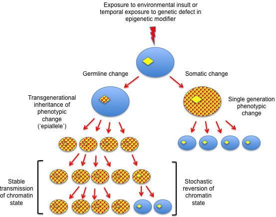 Transzgenerációs epigenetikai memória Környezeti hatás vagy az epigenetikai módosítók genetikai defektusa Csíravonal epigenetikai változása Testi sejtek epigenetikai változása A fenotípus változás