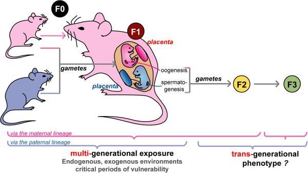 Multigenerációs vagy transzgenerációs-e az epigenetikai hatás?