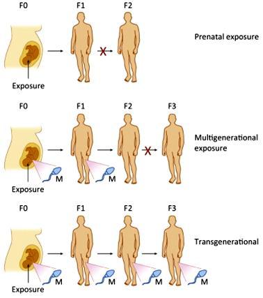 Figure 1 Többgenerációs öröklődési módok Prenatális expozíció Multigenerációs