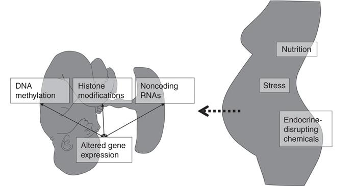 Táplálkozás DNS metiláció Hiszton módosulások Nem-kódoló RNS-ek Stressz Megváltozott génexpresszió Endokrin károsító vegyületek (EDC) KÖVETKEZMÉNYEK Magzat Placenta Anya Növekedési visszamaradás