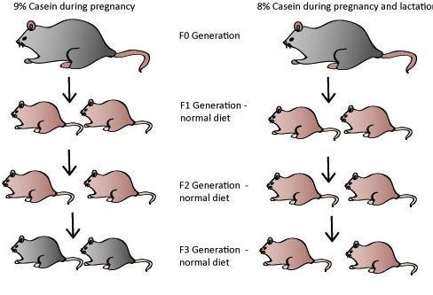 Nem csak a terhesség időszaka számít Korlátozott fehérjebevitel a terhesség alatt Korlátozott fehérjebevitel a terhesség és a szoptatás alatt Csökkentett fehérjetartalmú étrend a terhesség alatt