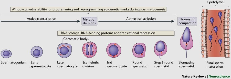 A környezet általi reprogrammozás kritikus szakaszai a spermatogenezis