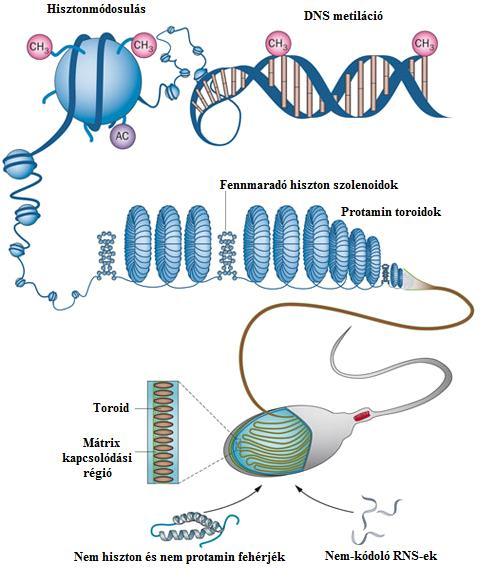 Spermium epigenetika Nature Reviews