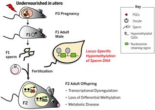A méhen belüli alultápláltság megváltoztatja a felnőtt csírasejt metilomját In utero alultáplált Jelmagyarázat Terhes F0 PGC-k Oocyta F1 felnőtt hím Spermium Hipometilált CpG-k F1 spermium A spermium