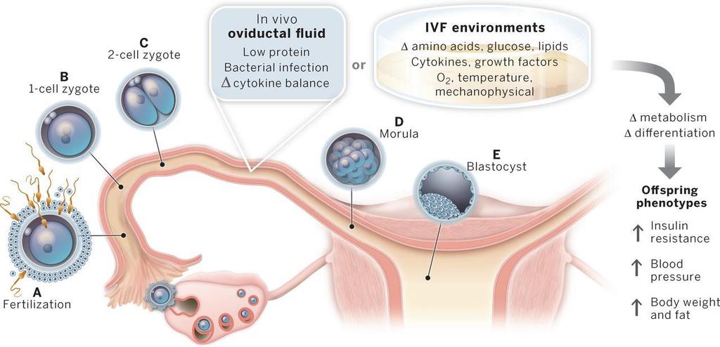 A környezet hatása az embriogenezisre In vivo Petevezető folyadék Kevés fehérje Bakteriális fertőzés citokin egyensúly vagy IVF környezet Aminosavak, glükóz, lipidek Citokinek, növekedési
