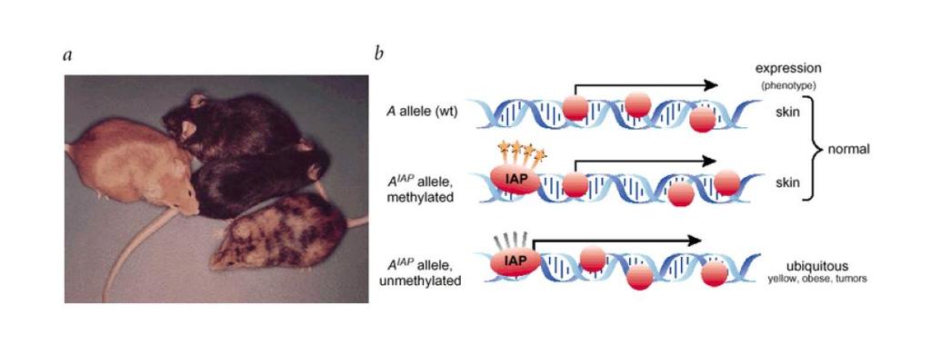 Diéta és epigenetika A hipometilált IAP agouti allél ektópiásan túlexpresszál, ezzel sárga szőrzetszínhez,