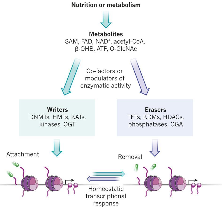 A metabolitok és a transzkripció kapcsolata a DNS metilációval és a poszt-transzlációs hiszton módosulásokkal Táplálkozás és anyagcsere Metabolitok Az enzimaktivitás kofaktorai vagy modulátorai Írók