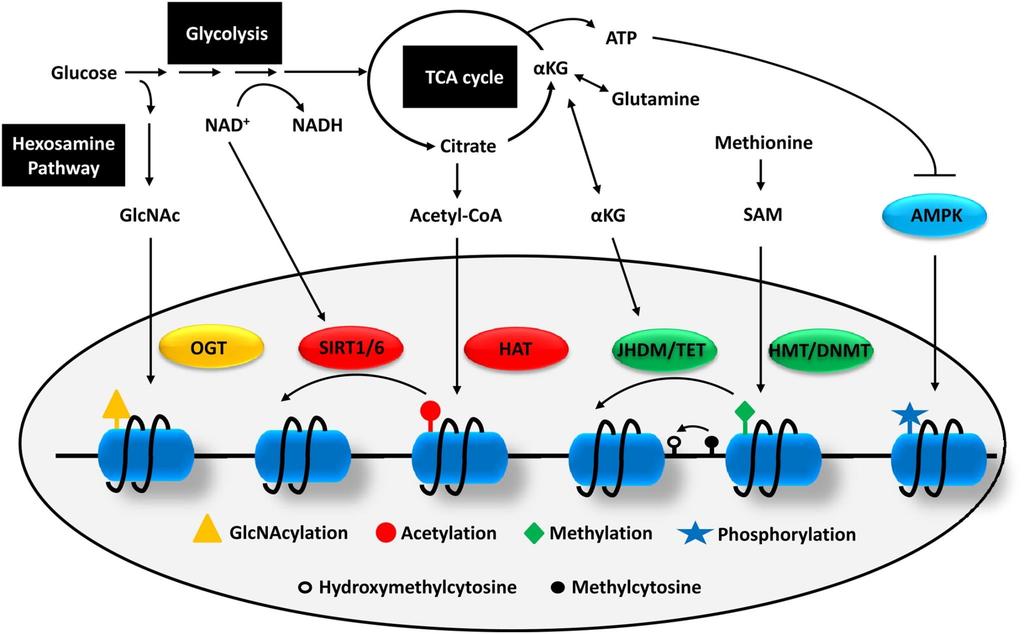 Az anyagcsere és az epigenetika Figure 3 közötti pábreszéd Cell Metabolism 2012 16, 9-17DOI: (10.1016/j.cmet.2012.06.