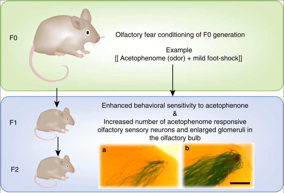 A megváltozott szagérzékenység transzgenerációs öröklődése és