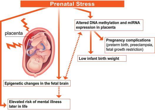 A prenatális stressz és a mentális egészség kapcsolata Neuroscience and