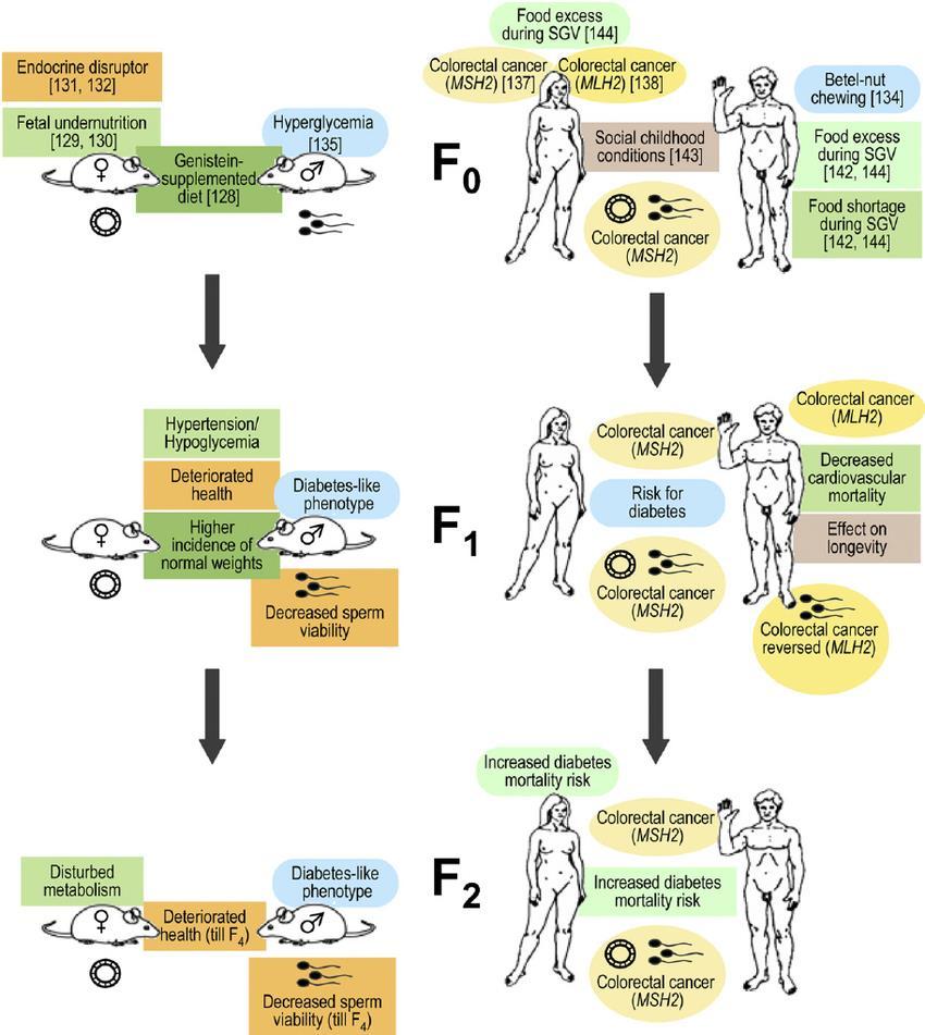 Betegség-asszociált transzgenerációs epigenetikai öröklődés Kék = glikémia-asszociált fenotípusok Barna = gyermekkori társadalmi hatások Zöld =