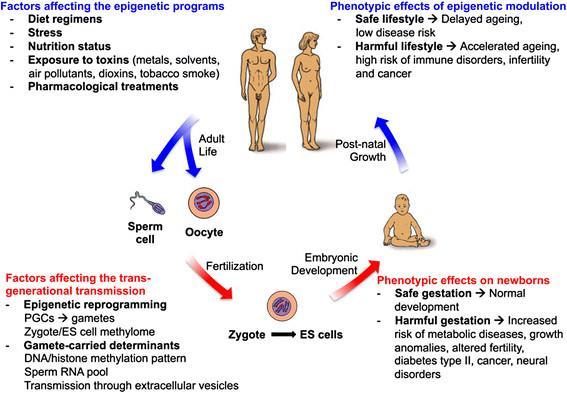 Az emberi egyedfejlődést befolyásoló epigenetikai tényezők Az epigenetikai programra ható tényezők Az epigenetikai módosulások